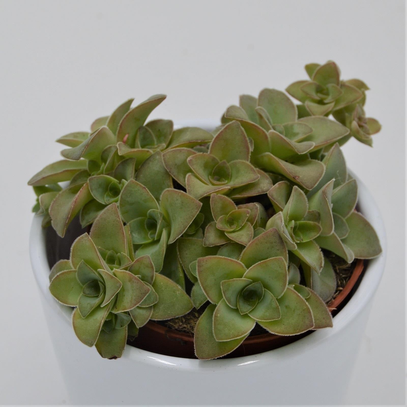 pasiora-crassula-green-trumpet-sukkulente-8-5cm-topf image 1