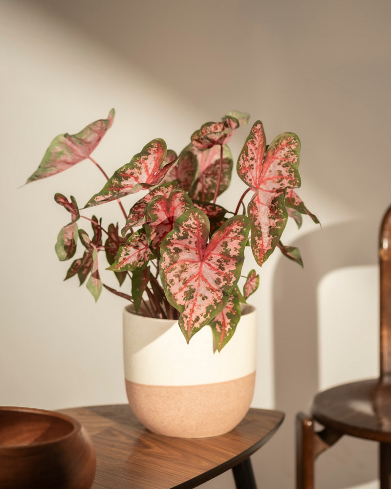 feey-caladium-roze-buntblatt-kaladie-mit-rosa-bl-ttern image 4