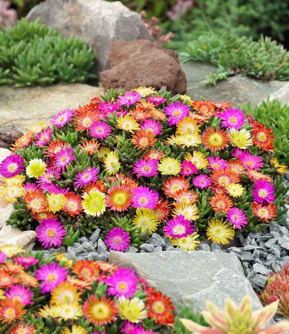 baldur-garten-eisblume-sundella-red-2x-delosperma image 5