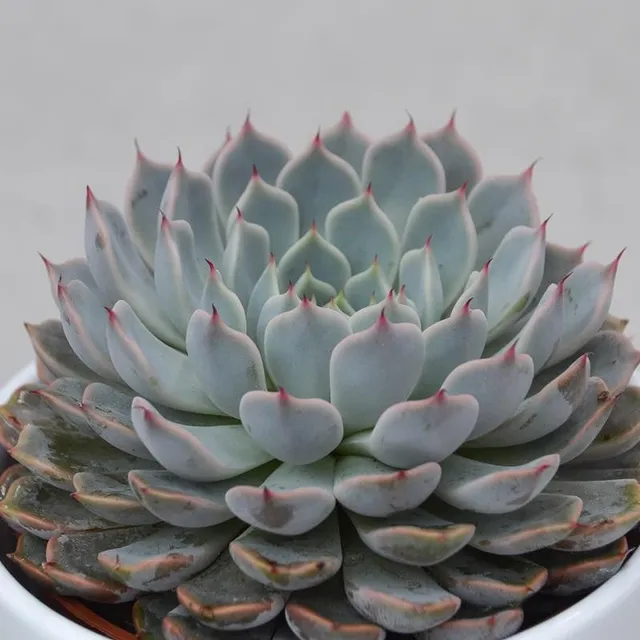 pasiora-echeveria-cuspidata-var-gemmula-sukkulente-10-5cm image 1