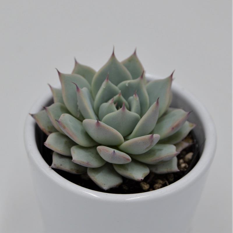 pasiora-echeveria-colorata-sukkulente-6-cm-topf image 1