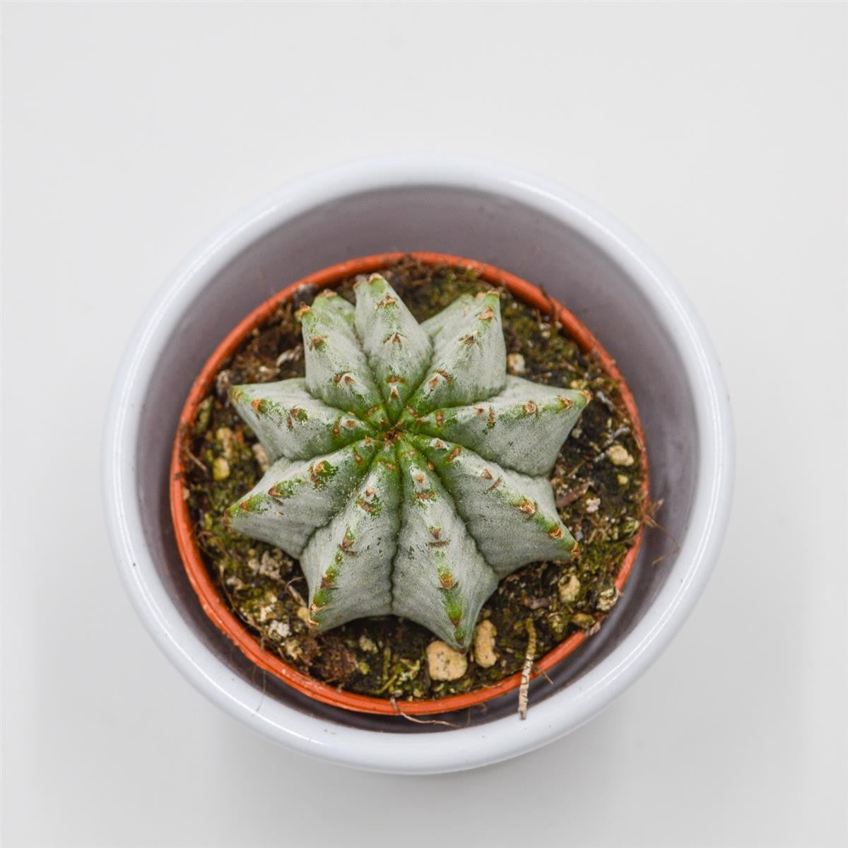 pasiora-euphorbia-horrida-v-striata-alba-5-5-cm-topf image 2