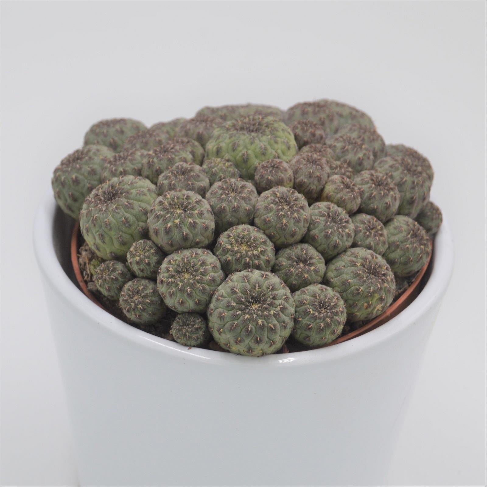 pasiora-sulcorebutia-rauschii-kaktus-10-5cm-topf image 2