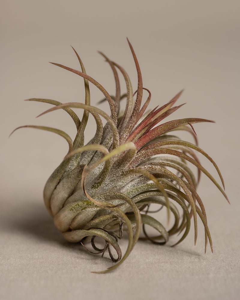 feey-luftpflanzen-pink-5er-set-tillandsia-ionantha-rubra image 6