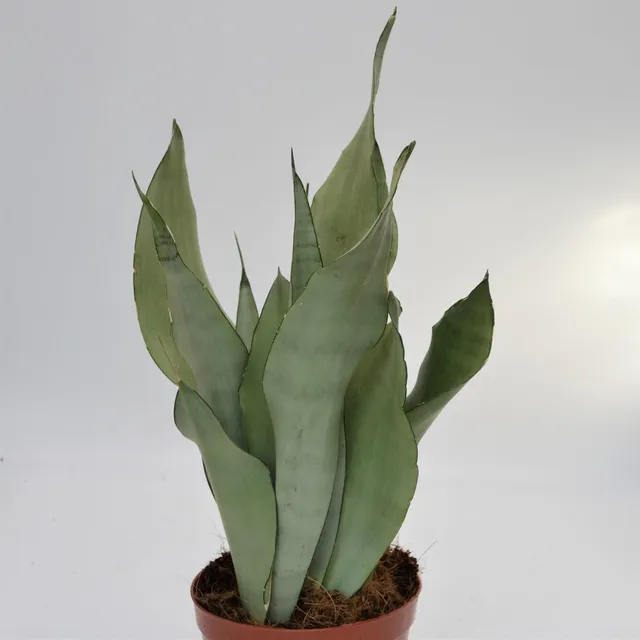 pasiora-sansevieria-moonshine-bogenhanf-14-cm-topf image 1