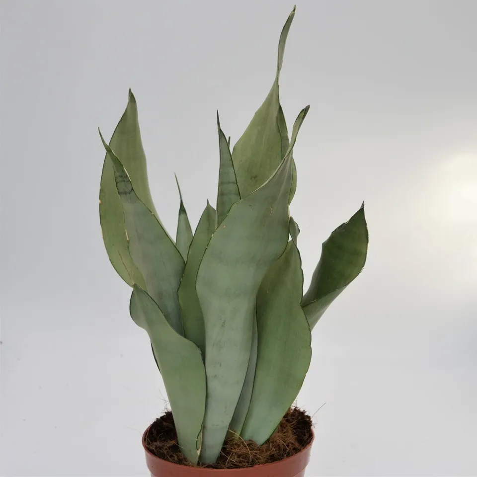 pasiora-sansevieria-moonshine-bogenhanf-14-cm-topf image 1