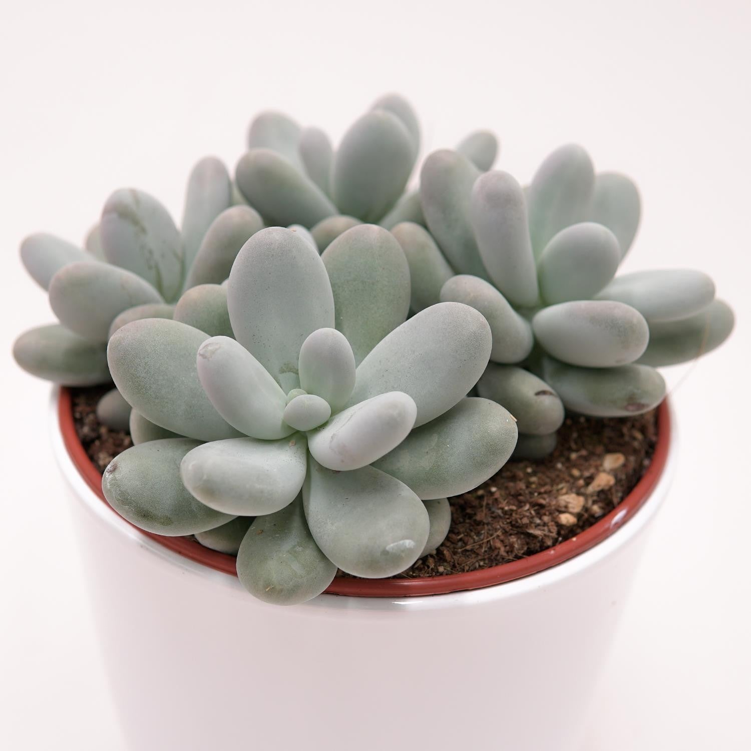 pasiora-pachyphytum-oviferum-sukkulente-im-15cm-topf image 1