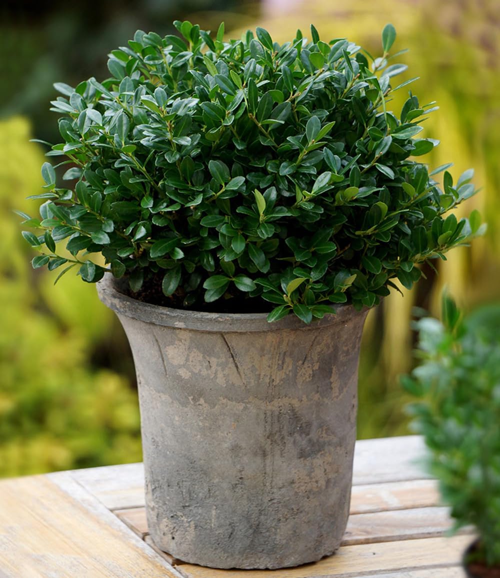 baldur-garten-ilex-crenata-luxus-globe-buchs-ersatz-im-9x9-cm-topf image 2