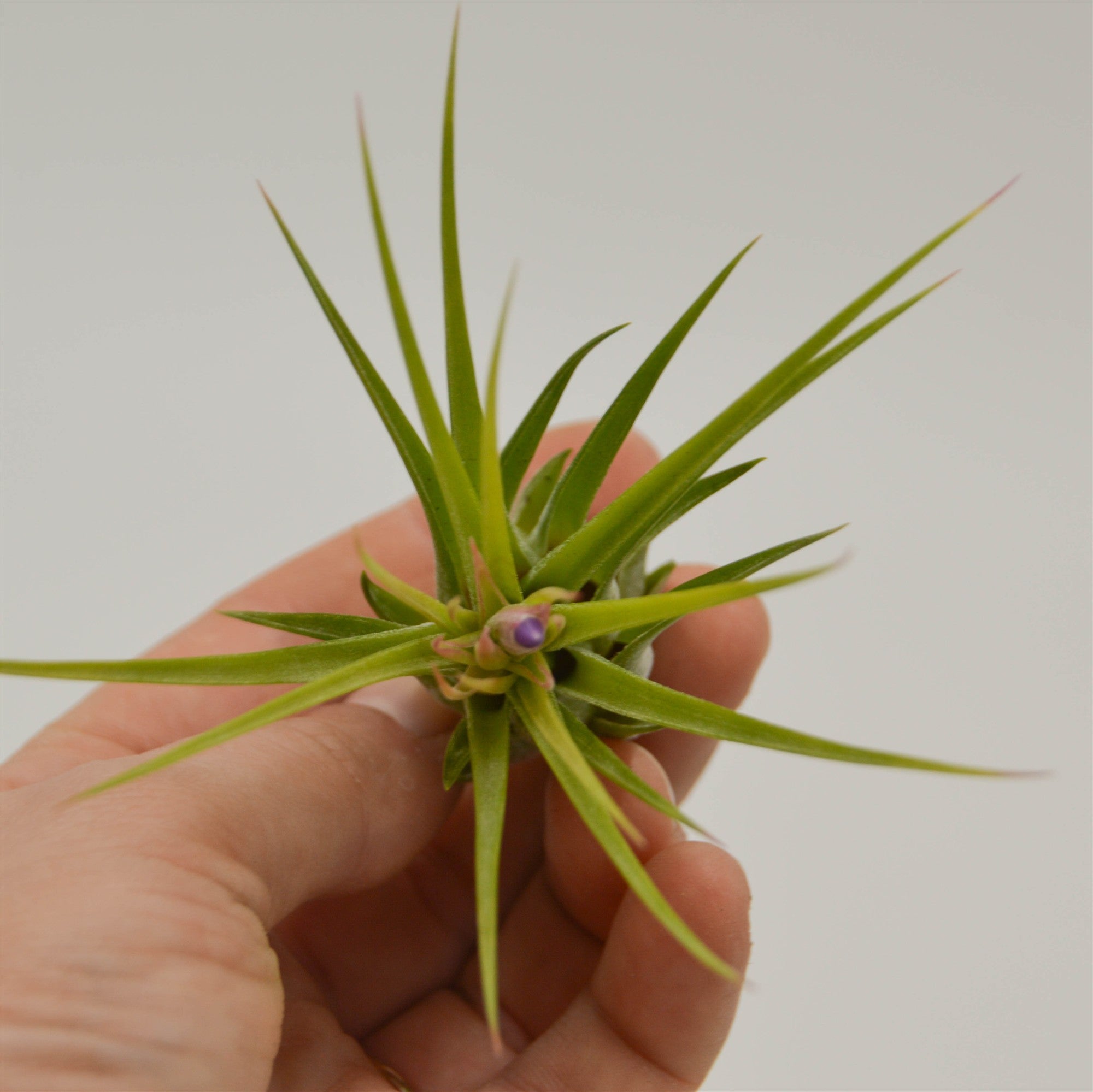 pasiora-tillandsia-kolbii-ionantha-scaposa-luftpflanze image 2