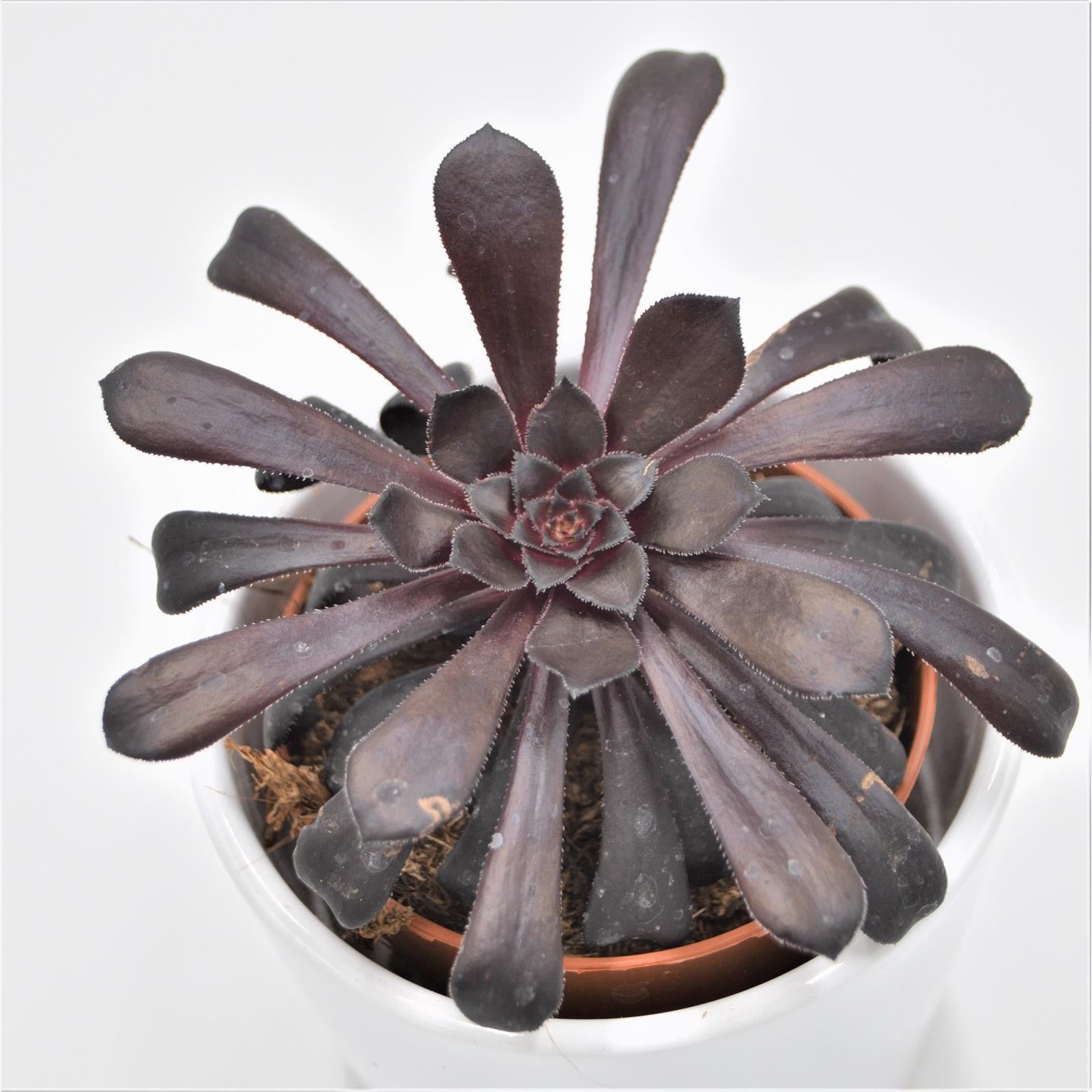 pasiora-aeonium-arboreum-schwarzkopf-8-5cm-topf-sukkulente image 1