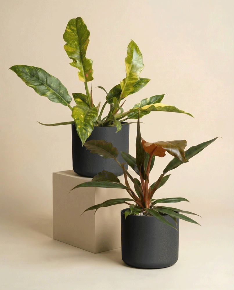 feey-zackiges-philodendron-duo-pluto-ring-of-fire image 4