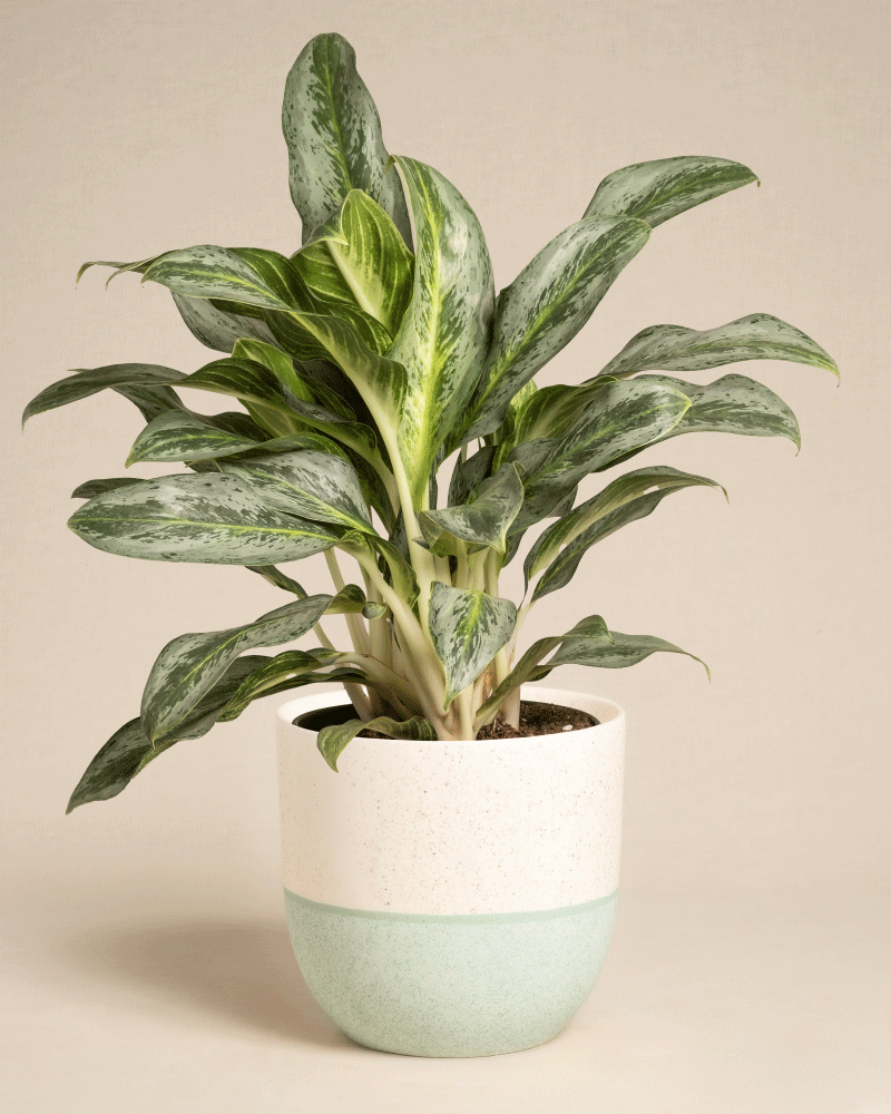 feey-aglaonema-emerald-stone-zimmerpflanze-mittel image 7