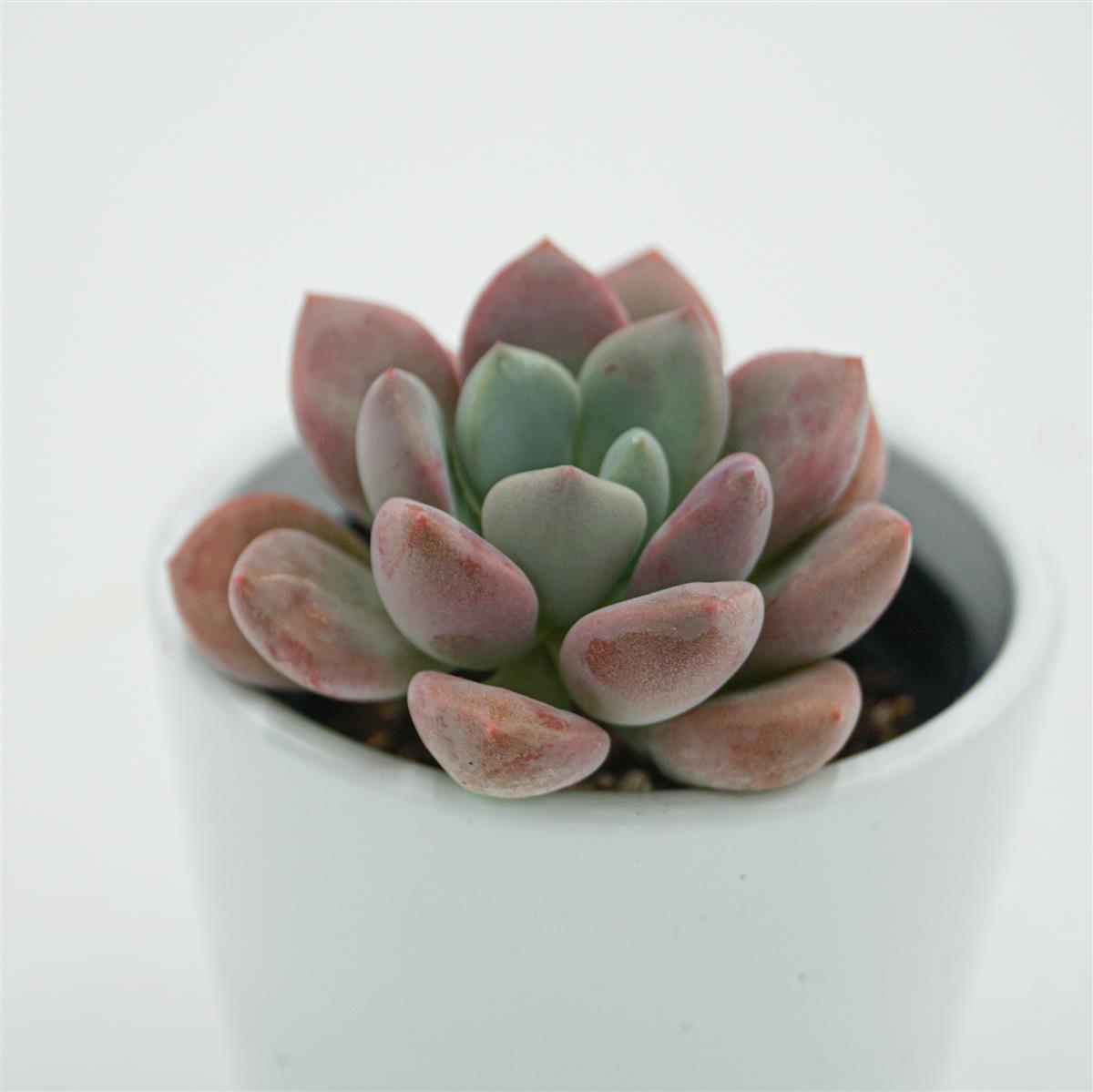 pasiora-echeveria-spotted-deer-sukkulente-6cm-topf image 2
