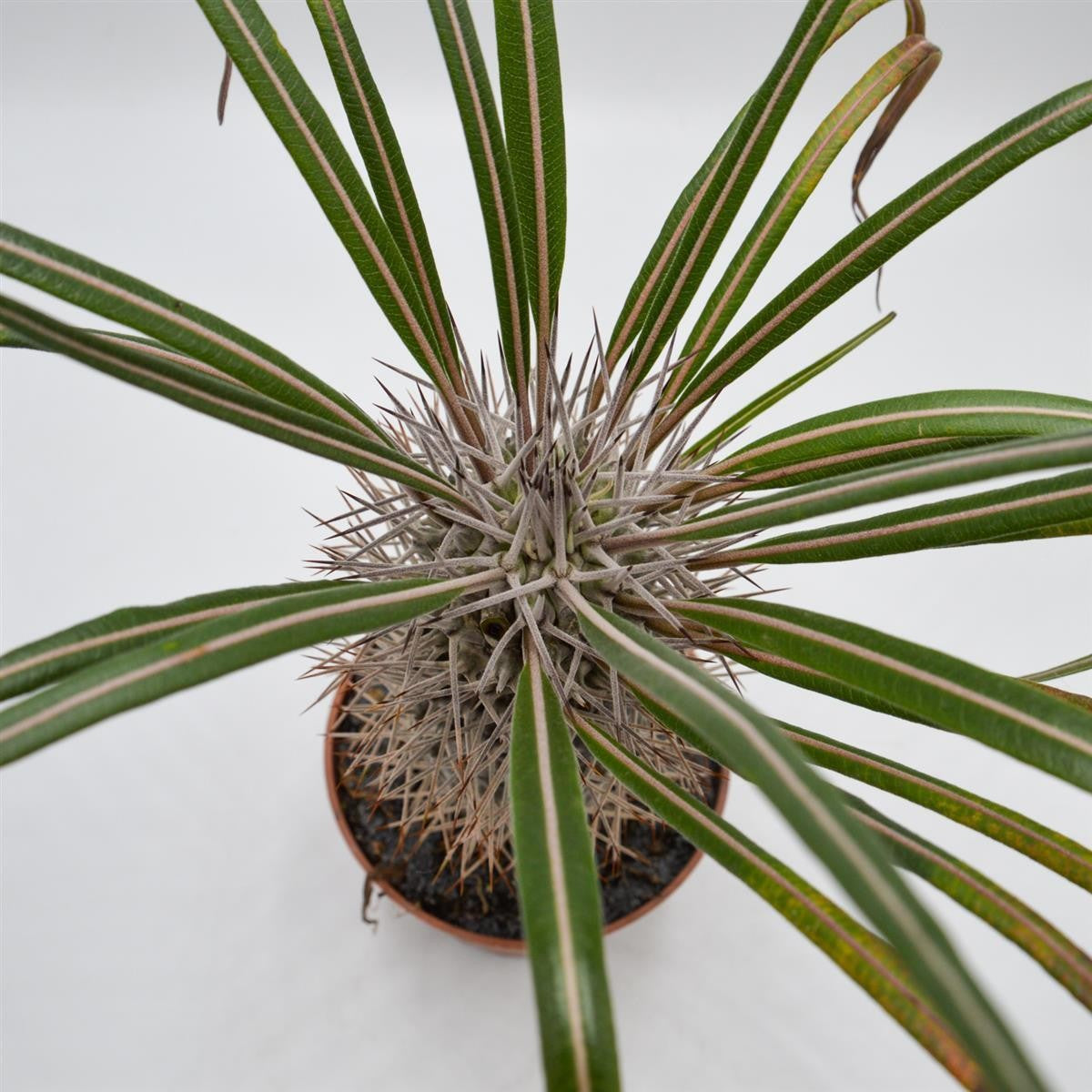 pasiora-pachypodium-geayi-sukkulente-12cm-topf image 4