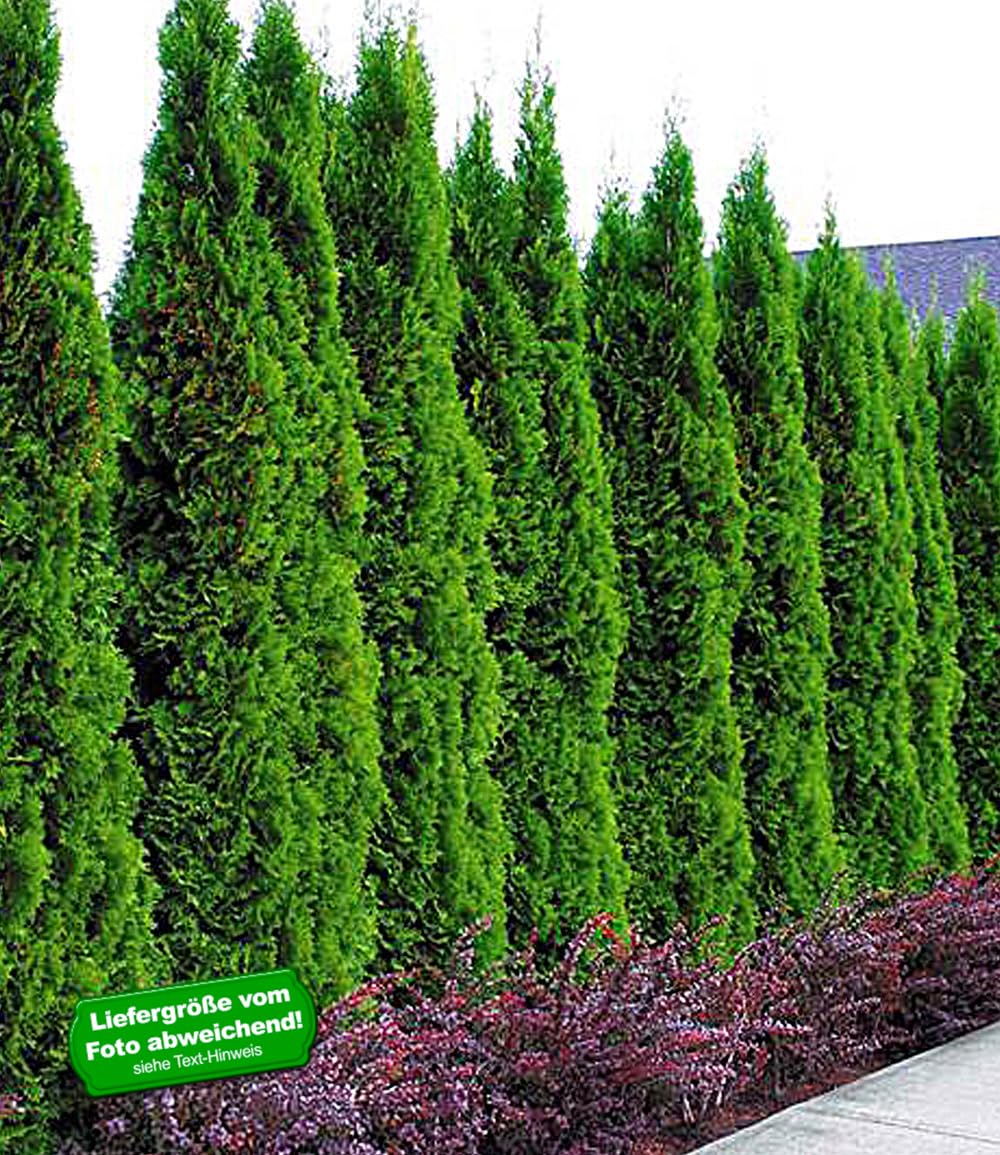 baldur-garten-10x-thuja-smaragd-lebensbaum-hecke-im-9x9-cm-topf image 2