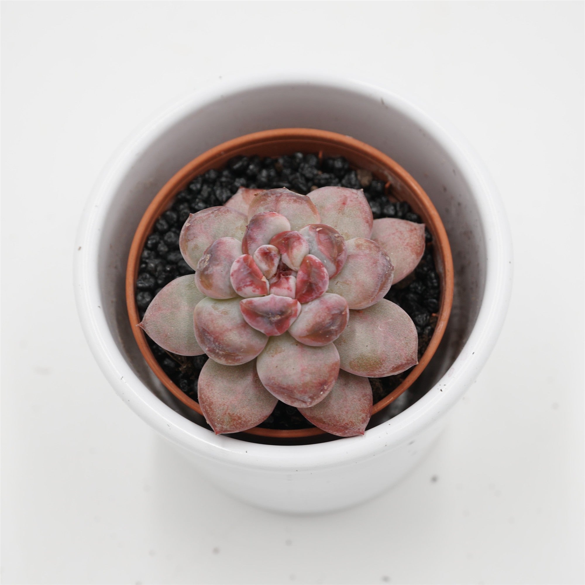 pasiora-x-graptoveria-black-racoon-sukkulente-5-5cm-topf image 2
