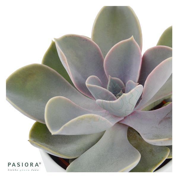 pasiora-echeveria-perle-von-n-rnberg-echeverie-6cm-topf image 2