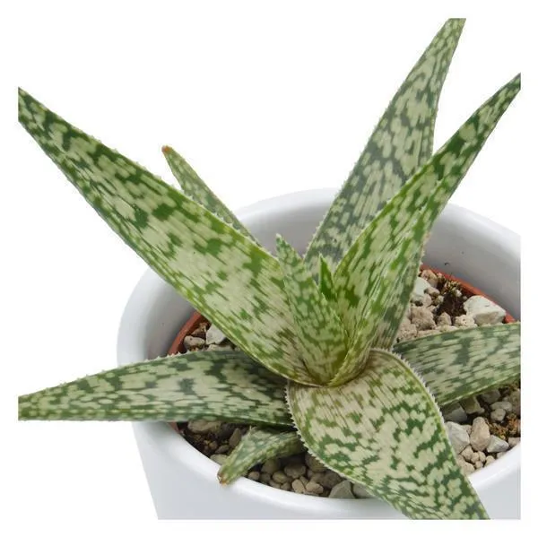 pasiora-aloe-white-beauty-sukkulente-6-cm-topf-ca-12-cm-hoch image 1