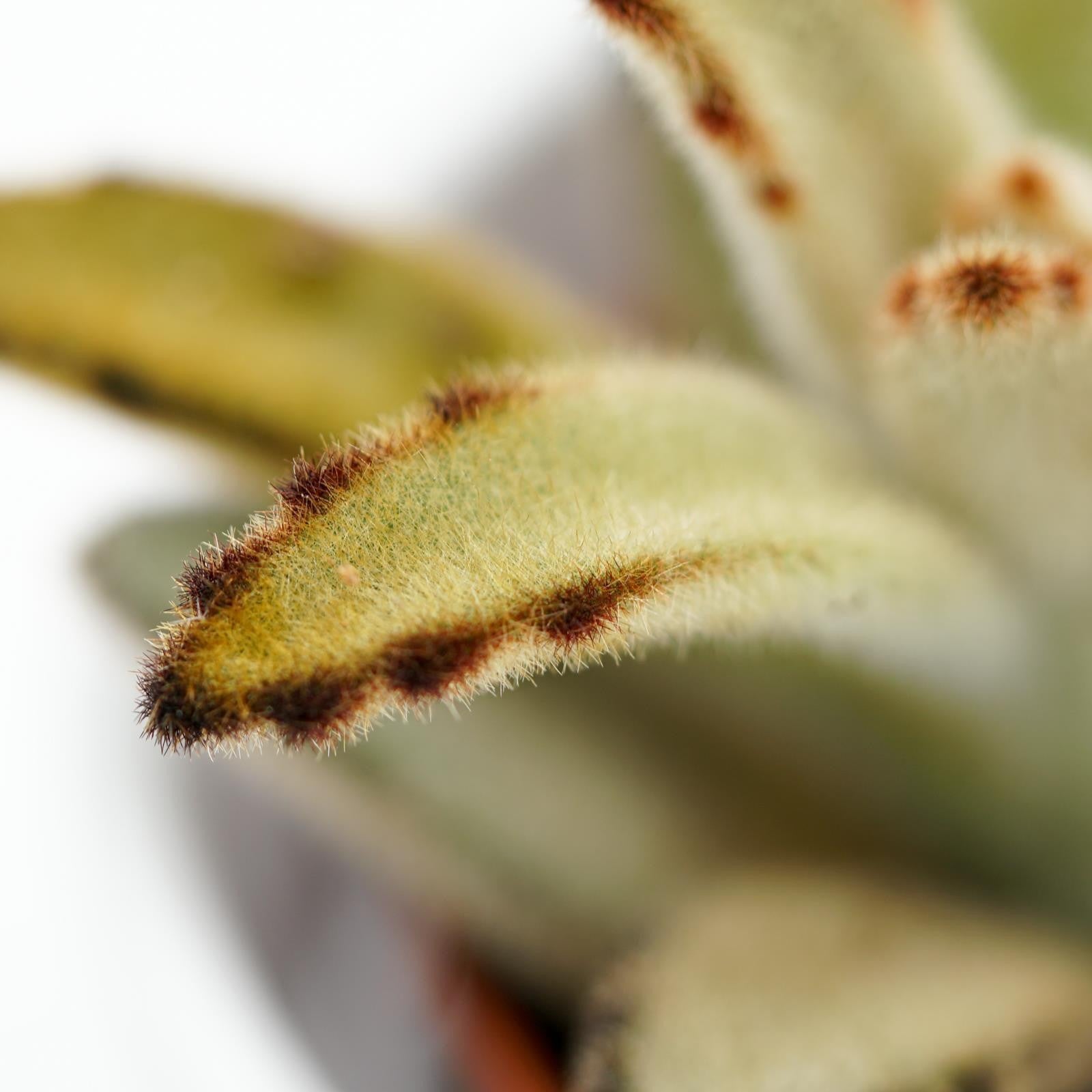 pasiora-kalanchoe-tomentosa-chocolate-soldier-sukkulente-6cm image 3