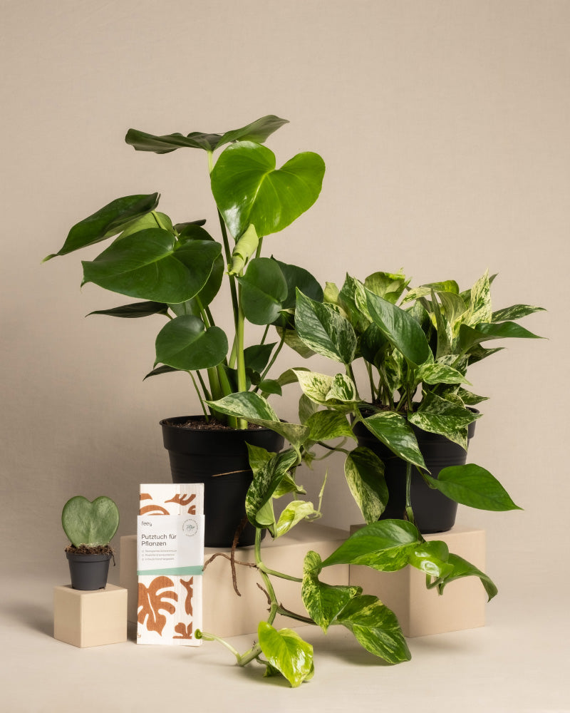 feey-me-time-bundle-monstera-efeutute-marble-queen-set image 3