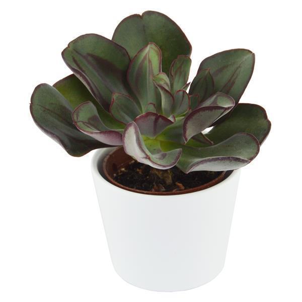pasiora-echeveria-nodulosa-echeverie-6cm-topf image 3