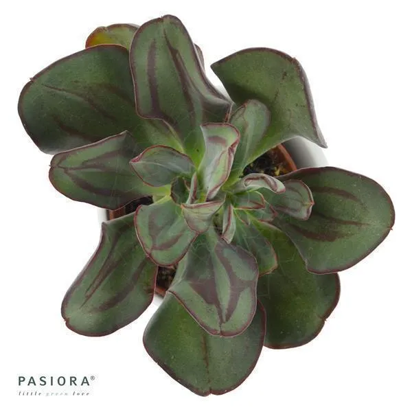pasiora-echeveria-nodulosa-echeverie-6cm-topf image 1