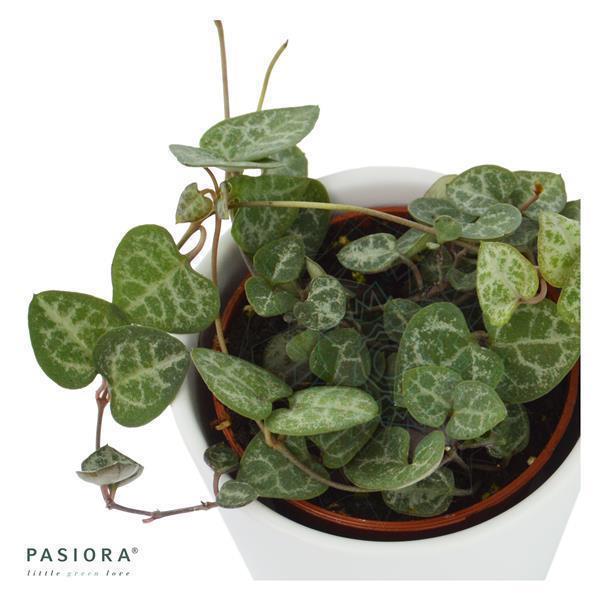 pasiora-ceropegia-woodii-string-of-hearts-im-6cm-topf image 1