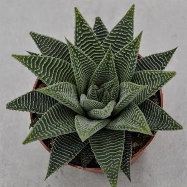 pasiora-haworthia-spider-white-sukkulente-8-5cm-topf image 1