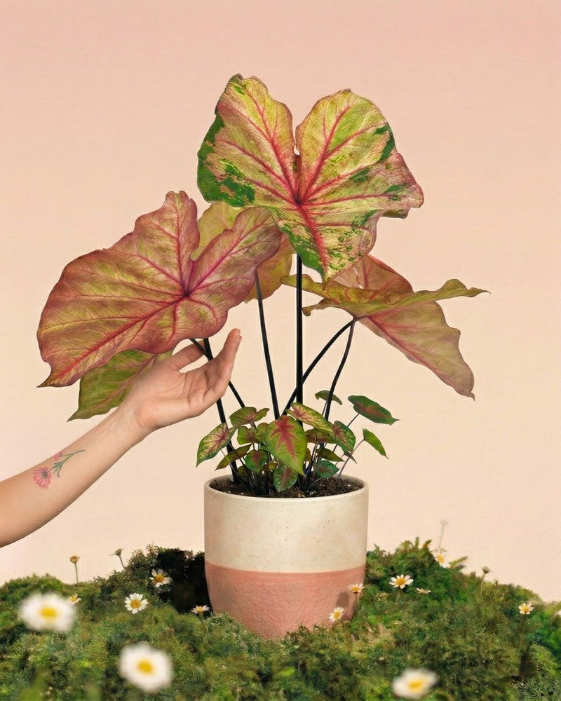 feey-caladium-autumn-beauty-gro-e-saisonale-zimmerpflanze image 1