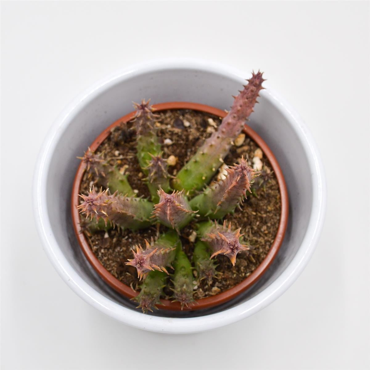 pasiora-huernia-schneideriana-predator-red-sukkulente-8-cm image 2