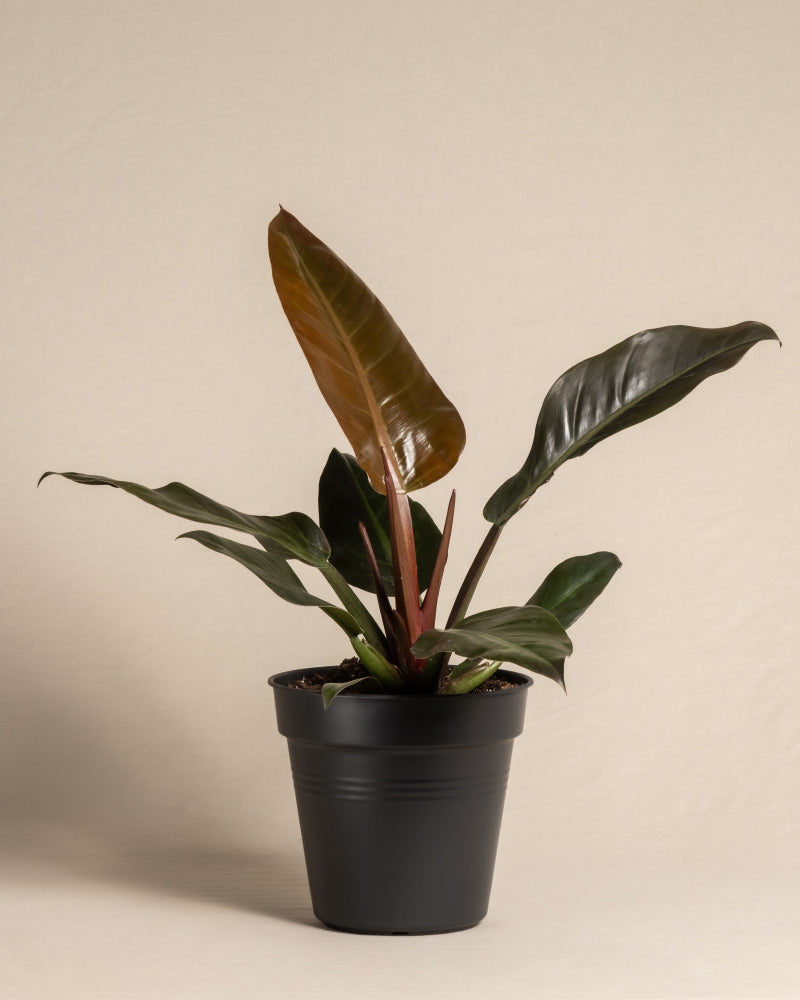 feey-philodendron-imperial-red-zimmerpflanze image 3
