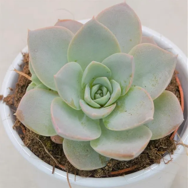 pasiora-x-sedeveria-blue-lotus-sukkulente-9-cm-topf image 1