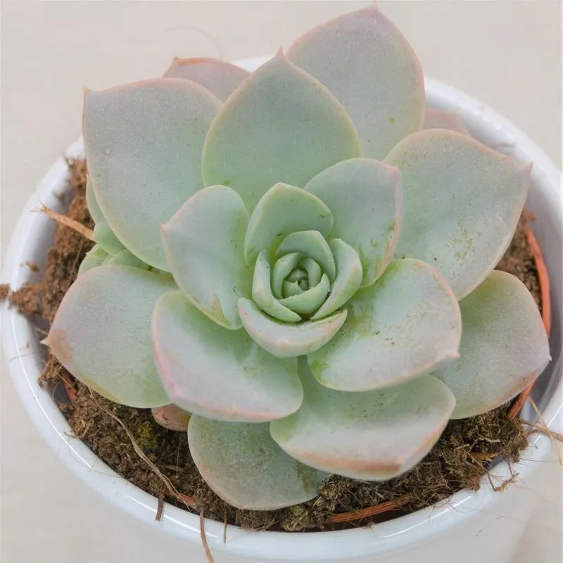 pasiora-x-sedeveria-blue-lotus-sukkulente-9-cm-topf image 1