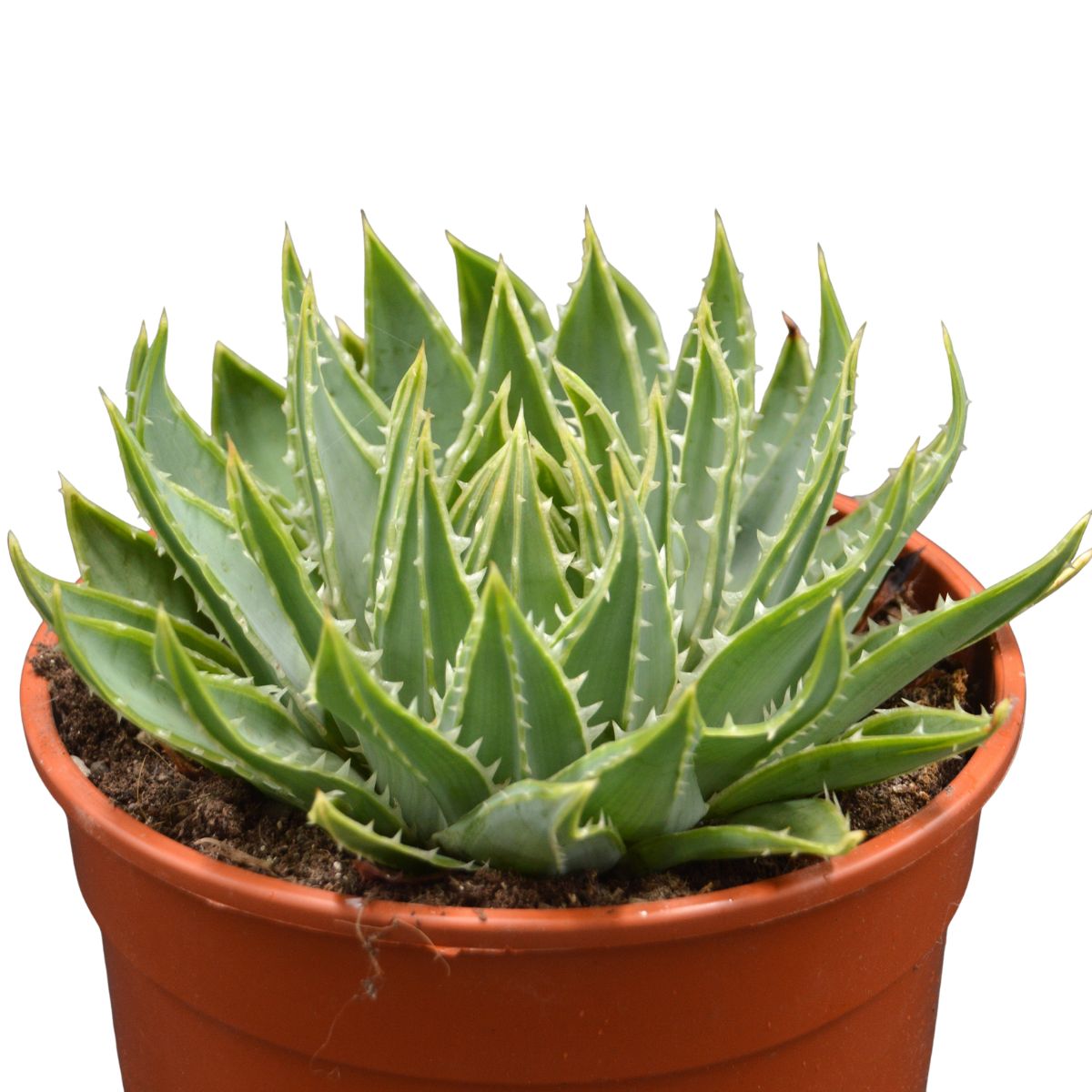 pasiora-aloe-polyphylla-spiral-aloe-17-cm-topf image 2