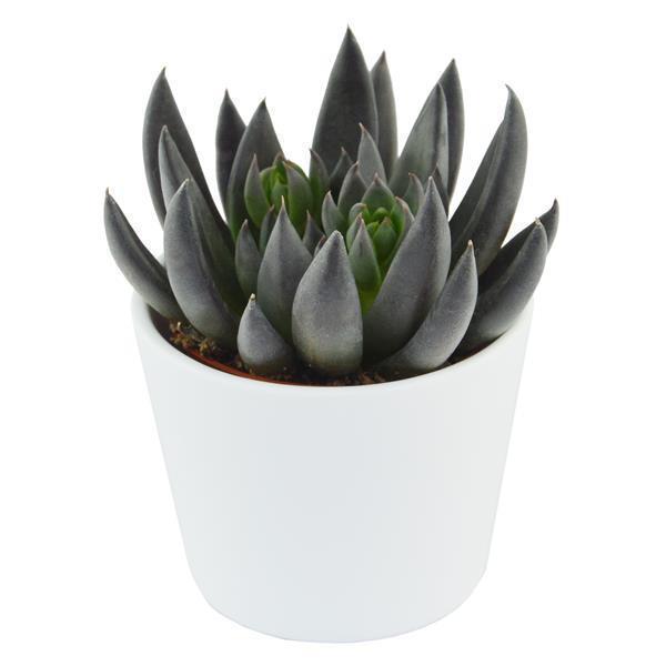 pasiora-echeveria-affinis-schwarze-echeverie-6cm-topf image 3