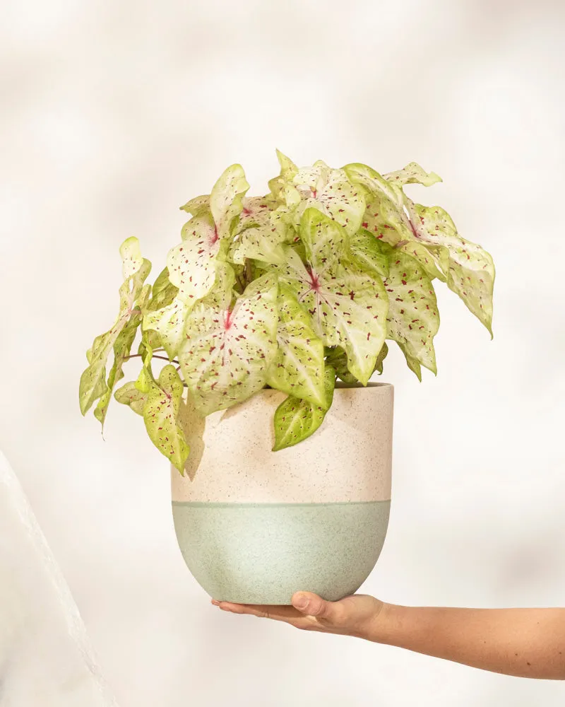 feey-caladium-miss-muffet-buntblatt-zimmerpflanze-gro image 1