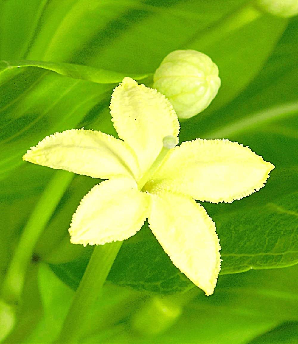 baldur-garten-hawaii-palme-brighamia-insignis-zimmer-balkonpflanze-im-12-cm-topf image 5
