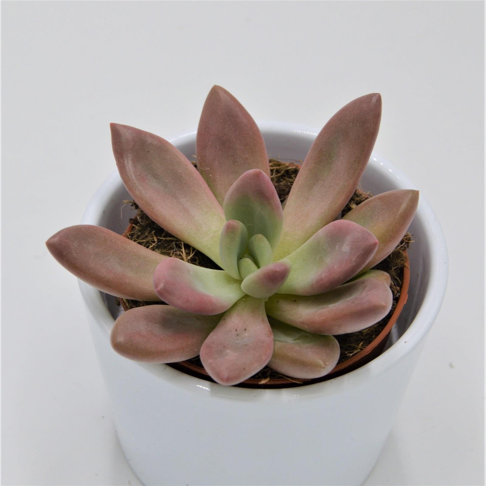 pasiora-x-graptoveria-pink-donna-sukkulente-8-5-cm-topf image 1