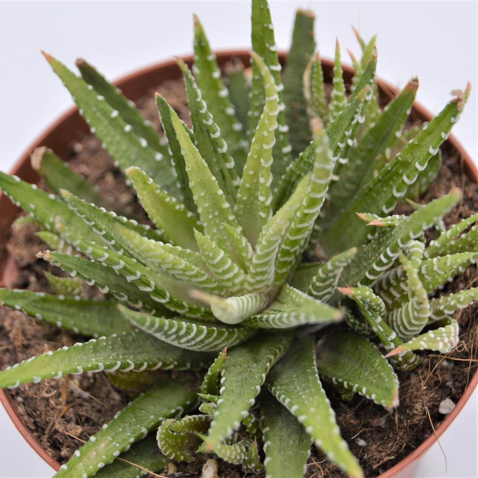 pasiora-haworthia-fasciata-variegata-sukkulente-10-5cm image 1