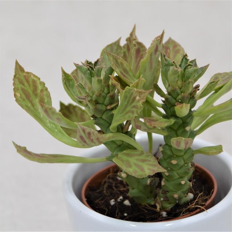 pasiora-euphorbia-neostapelioides-sukkulente-im-5-5cm-topf image 1
