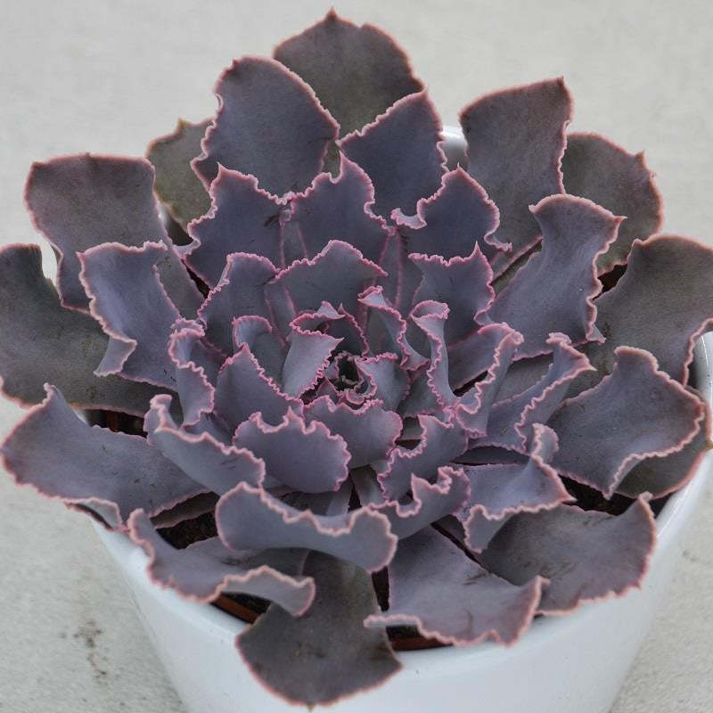 pasiora-echeveria-shaviana-pink-frills-sukkulente-10-5cm-topf image 1