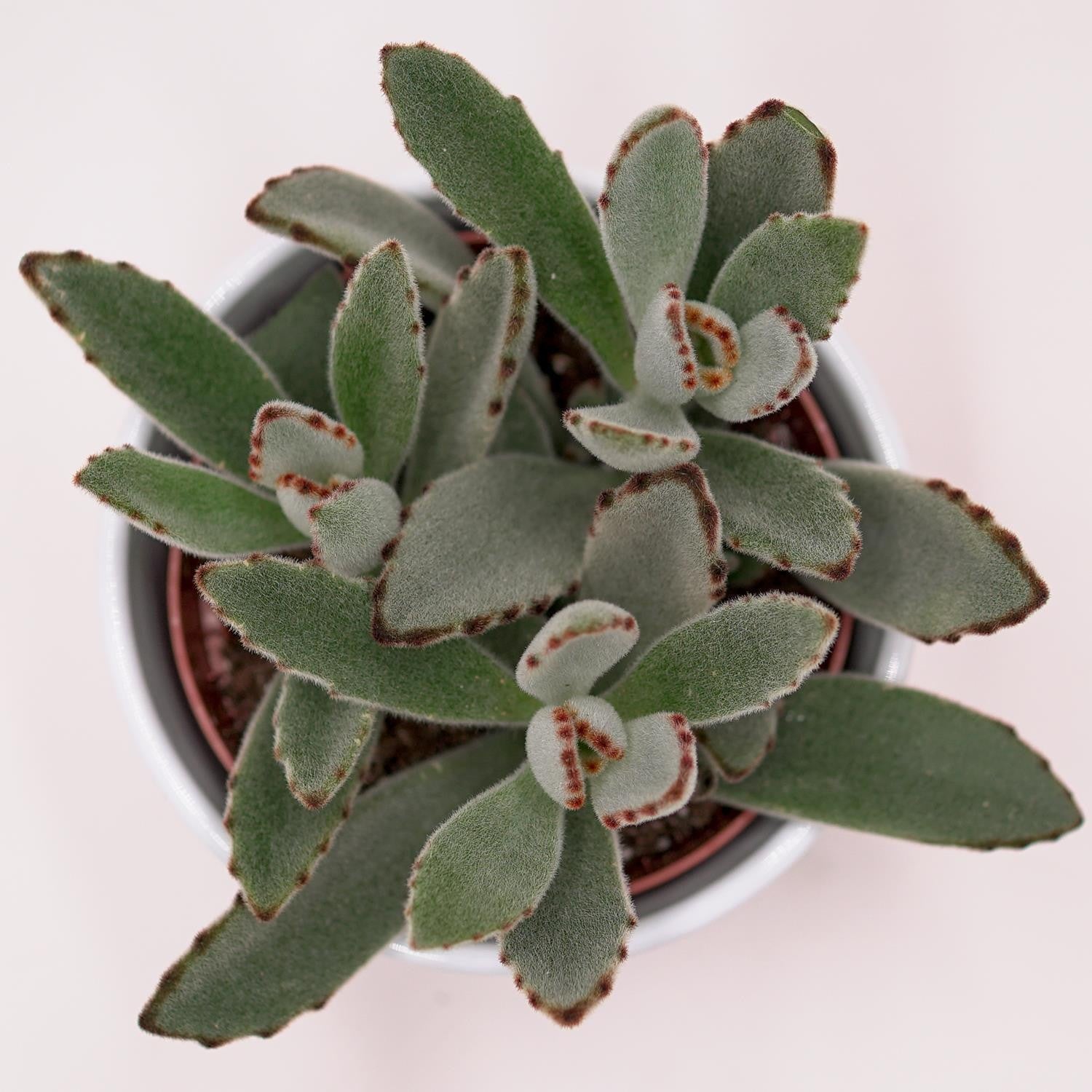 pasiora-kalanchoe-tomentosa-katzenohr-sukkulente-10-5cm-topf image 2