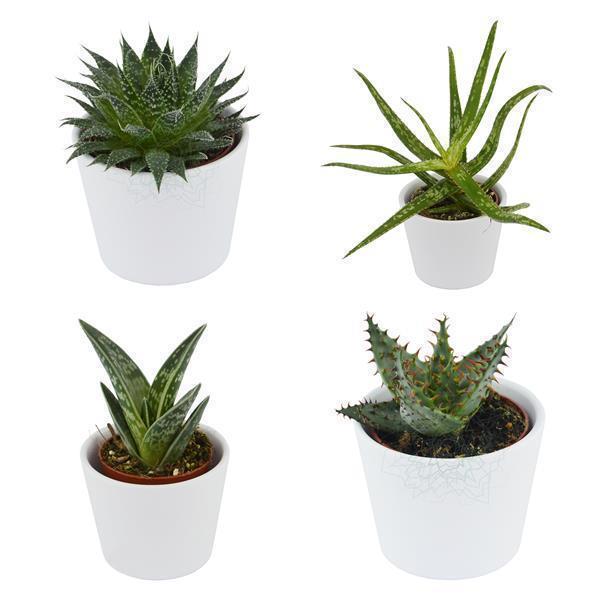pasiora-sukkulenten-selektion-10-st-ck-set-f-r-6cm-bert-pfe image 1