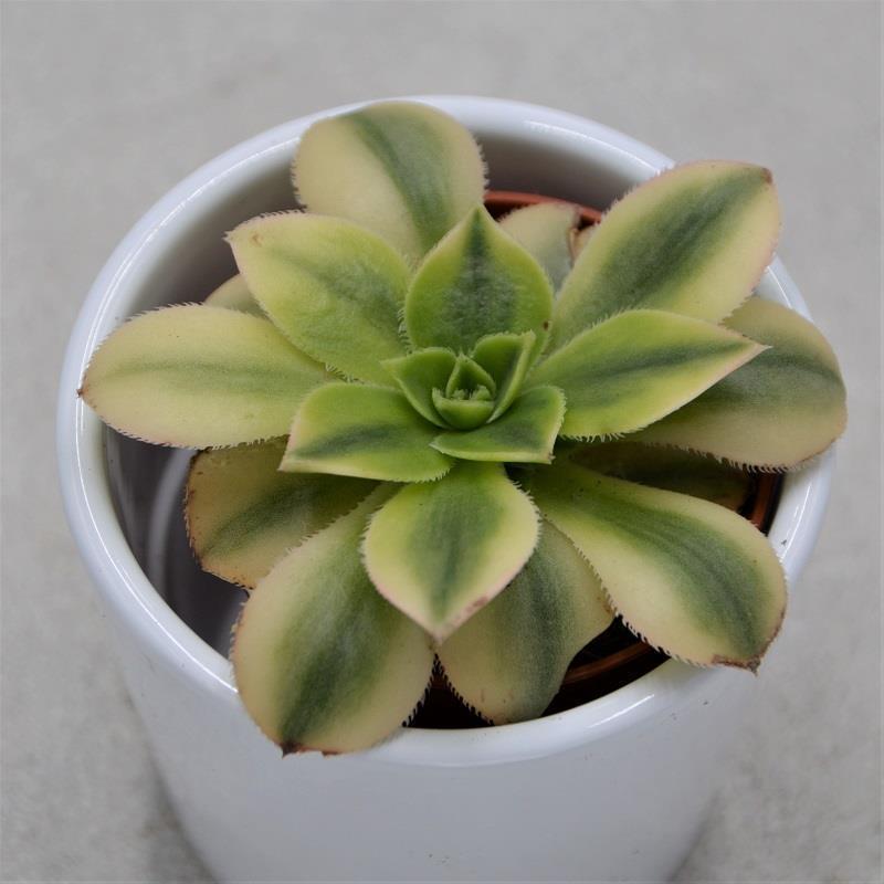 pasiora-aeonium-decorum-sunburst-sukkulente-5-5-cm-topf image 1