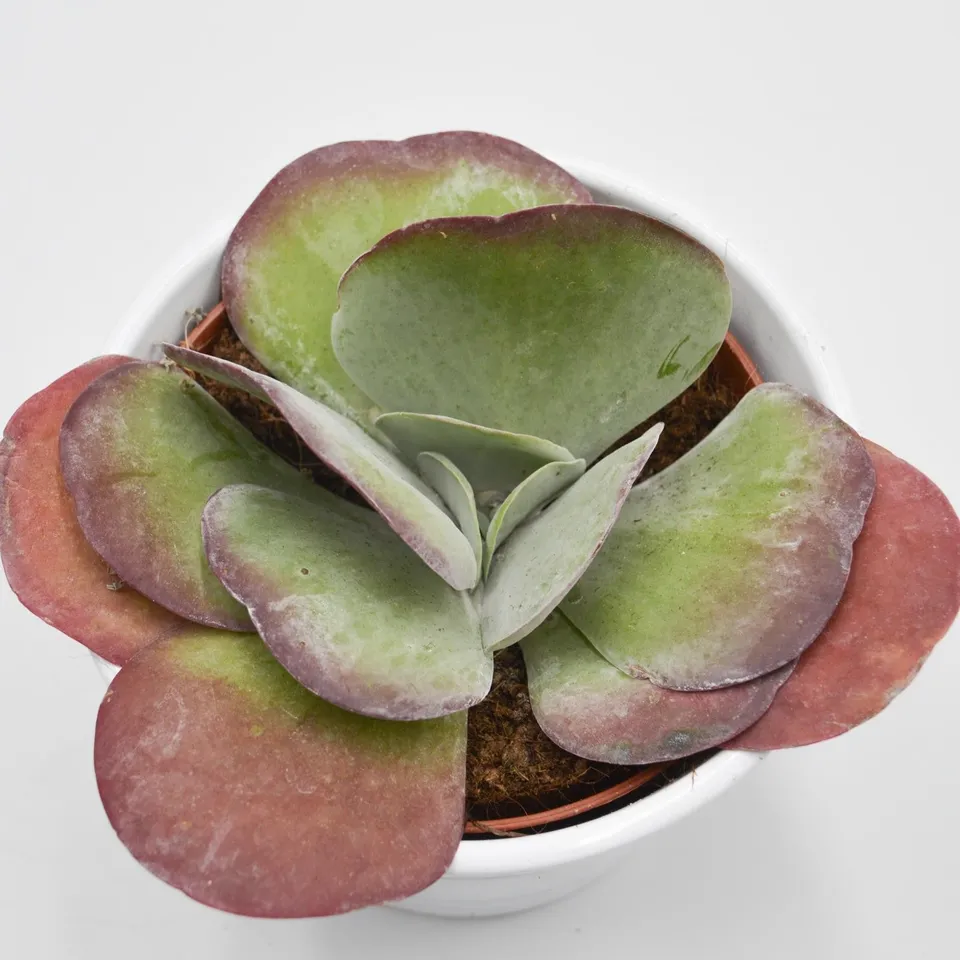 pasiora-kalanchoe-thyrsiflora-sukkulente-12cm-topf image 1