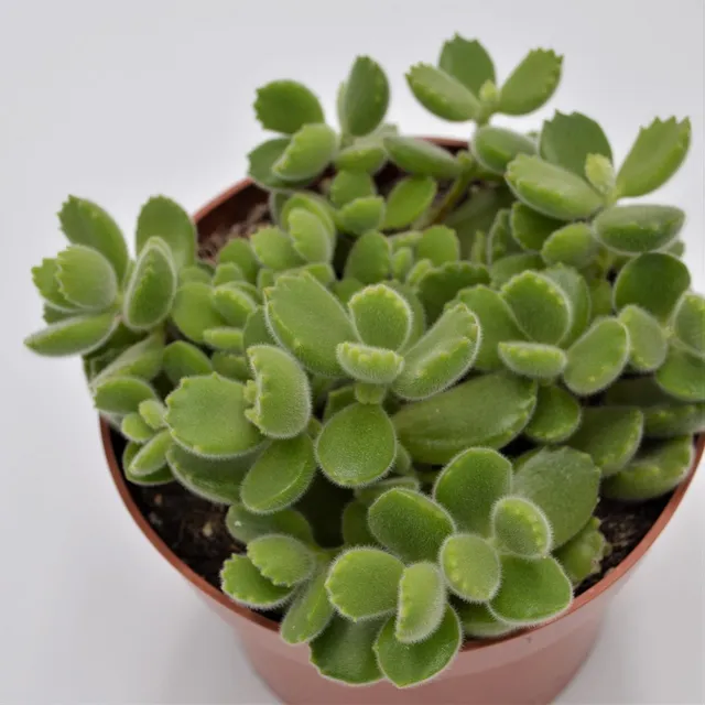 pasiora-cotyledon-tomentosa-b-rentatze-13cm image 1