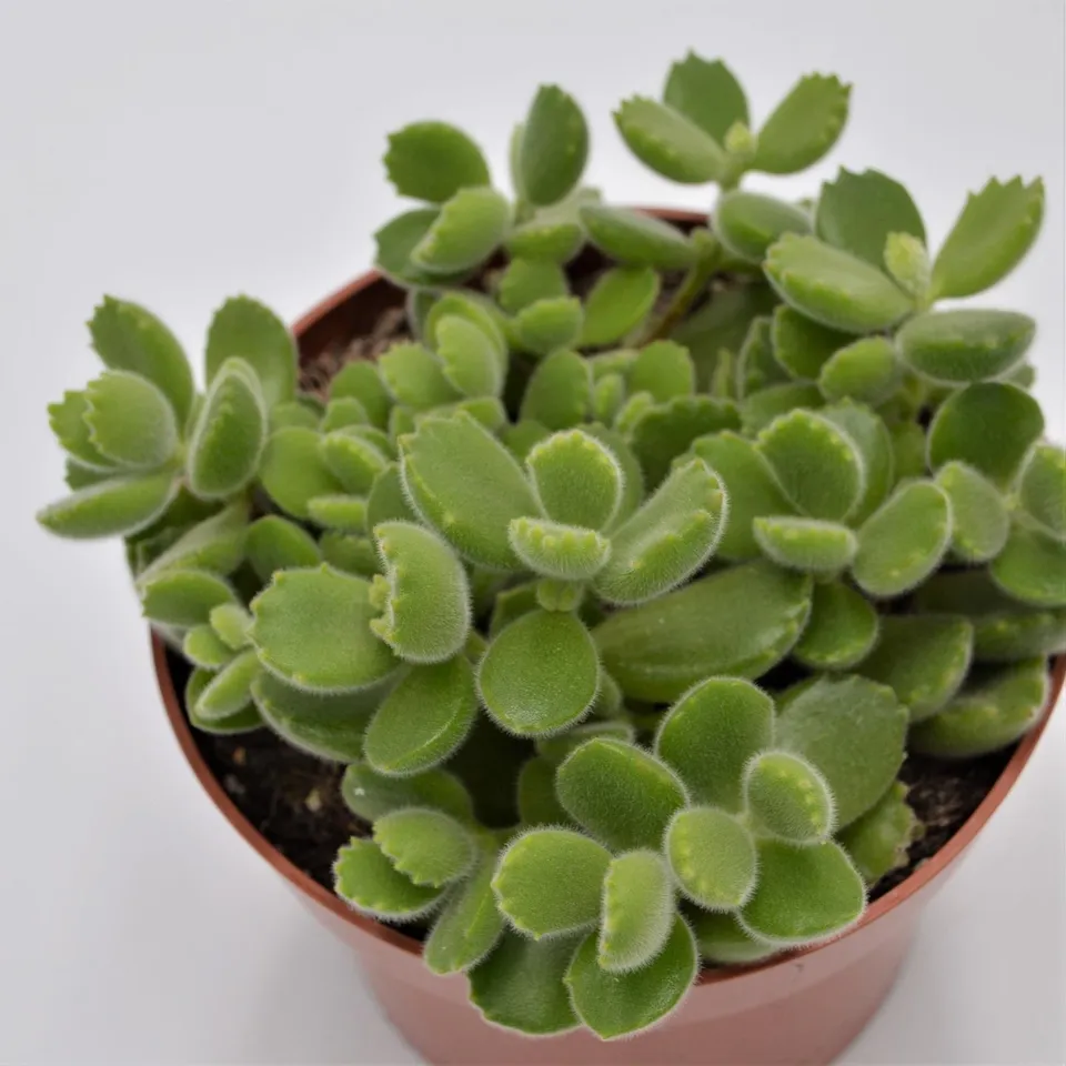 pasiora-cotyledon-tomentosa-b-rentatze-13cm image 1