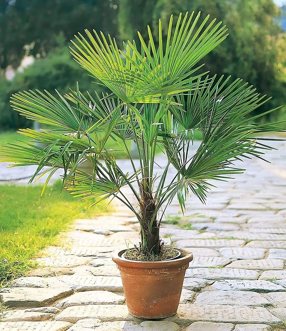 baldur-garten-winterharte-k-bel-palme-im-13-cm-topf image 1