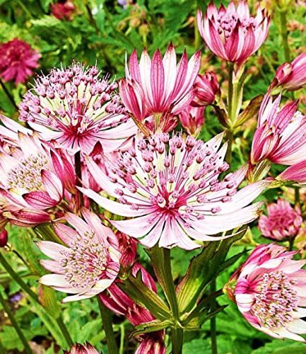 baldur-garten-astrantia-sparkling-stars-pink-sterndolde-im-9x9-cm-topf image 4