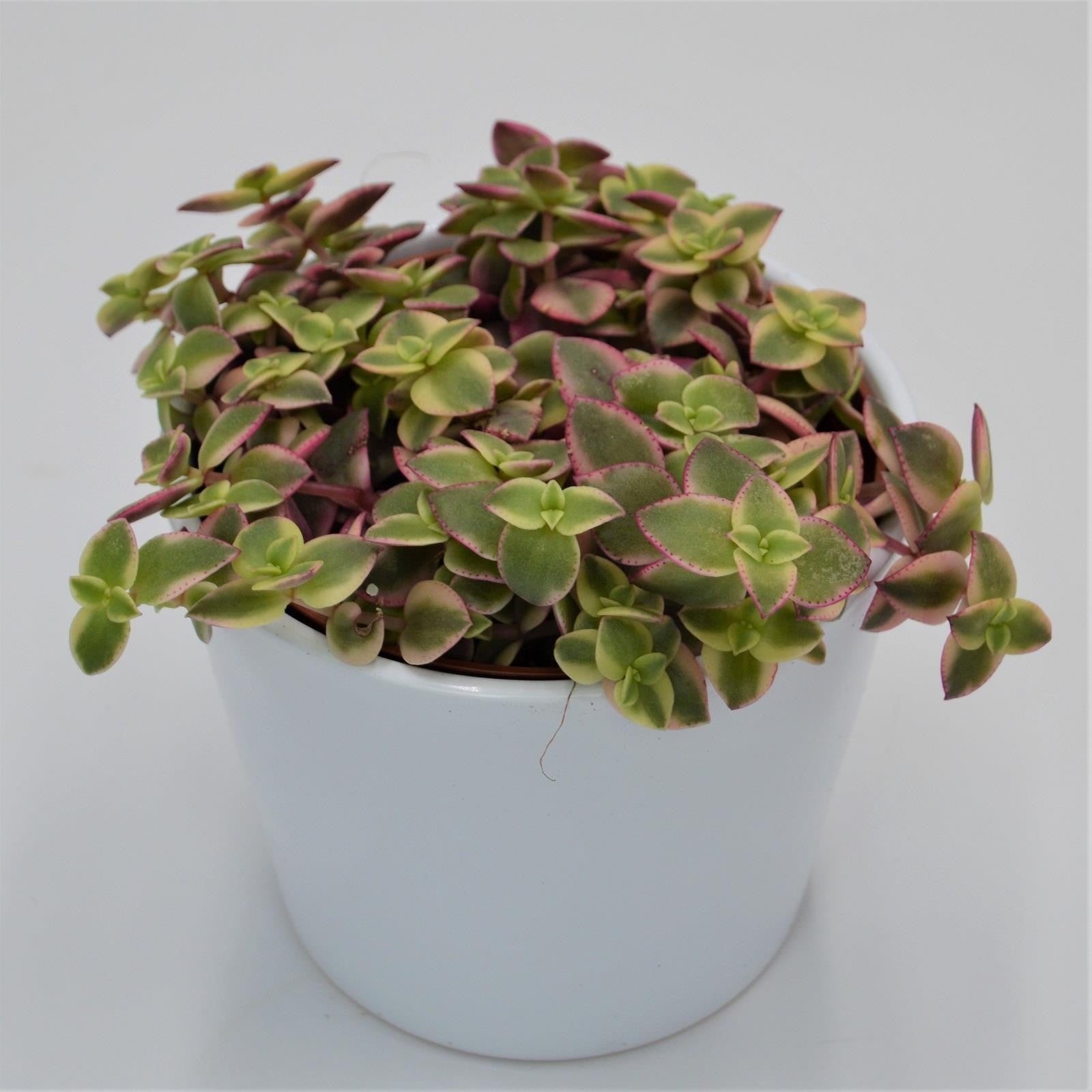 pasiora-crassula-pellucida-ssp-marginalis-sukkulente-12-cm-topf image 2